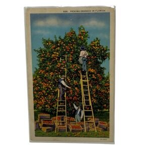 Vintage Linen Postcard Orange Trees Picking Fruit in Florida * Written On